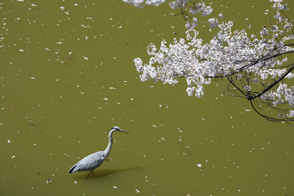 桜と青鷺
