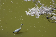 桜と青鷺
