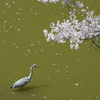 桜と青鷺