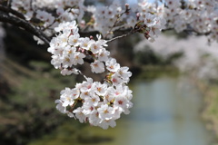 古城の桜（その２）