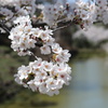 古城の桜（その２）