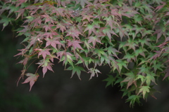 もみじ湖にて12