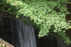 もみじ湖にて05