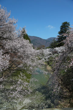 春爛漫