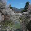 春爛漫