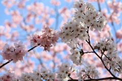 桜の競演