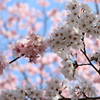 桜の競演