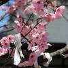 願いを込めて
