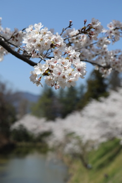 桜、際立つ