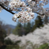 桜、際立つ
