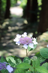 梅雨の晴れ間に