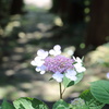 梅雨の晴れ間に