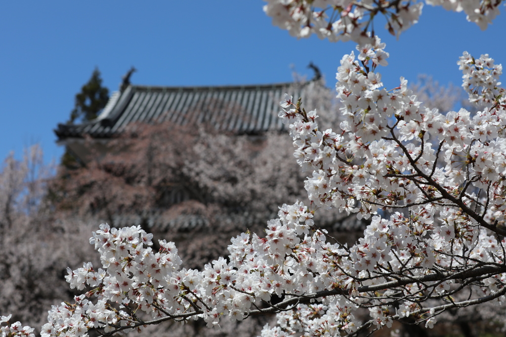 古城と桜