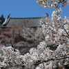 古城と桜