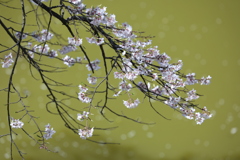 桜色