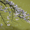 桜色