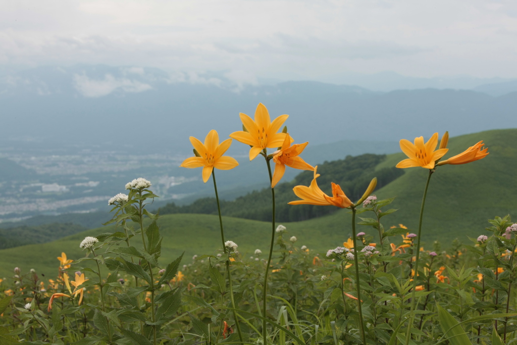 初夏の高原