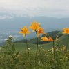 初夏の高原