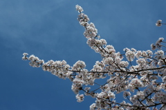 春爛漫