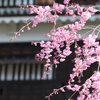 古城と桜