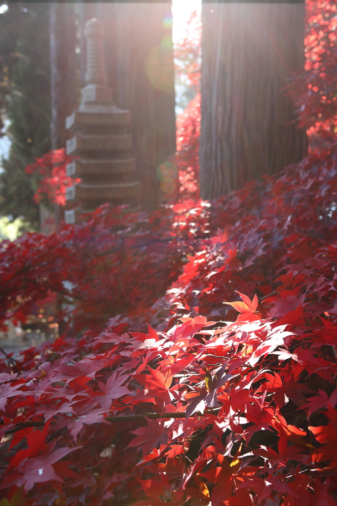 清水寺（長野市）の紅葉