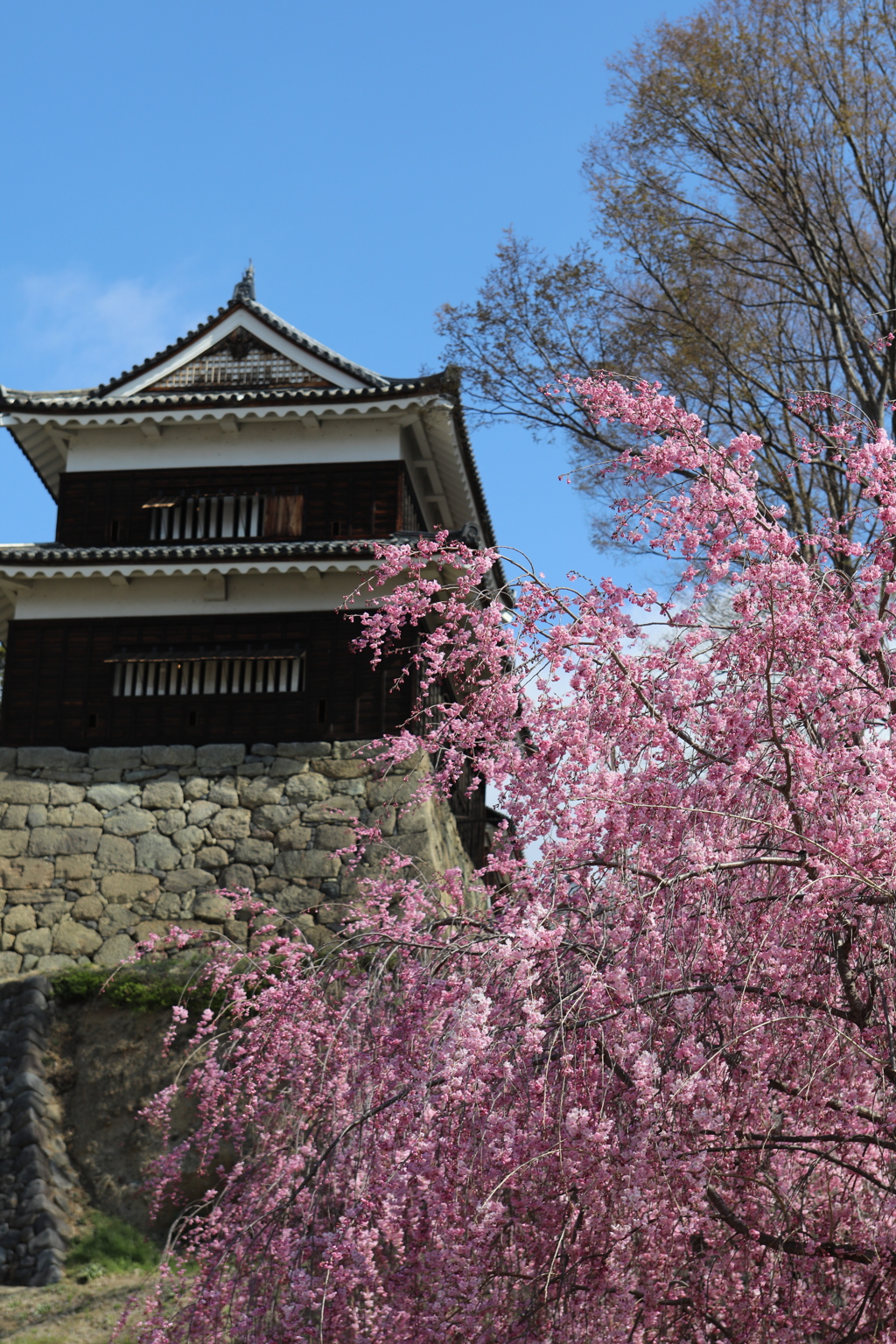 古城と枝垂れ桜
