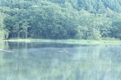 盛夏の鏡池（その５）