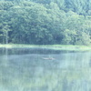 盛夏の鏡池（その５）