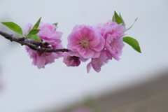 IMG_6223 花桃 Prunus persica