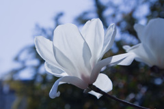 IMG_6279 木蓮 Magnolia