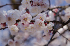 IMG_6333 梅 Japanese apricot blossom 長命寺