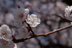 IMG_6336 梅 Japanese apricot blossom 長命寺