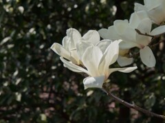 IMG_6271 木蓮 Magnolia  