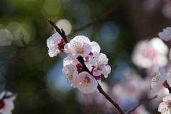 IMG_6330 梅 Japanese apricot blossom 長命寺