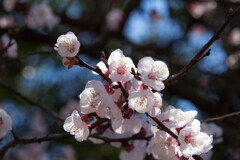 IMG_6326 梅 Japanese apricot blossom 長命寺