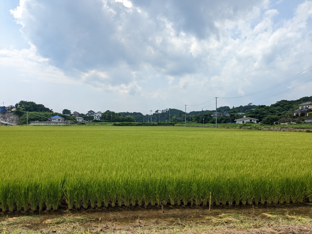 田園