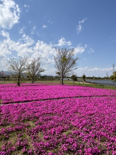 芝桜
