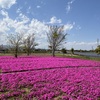 芝桜