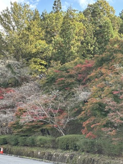 四季桜