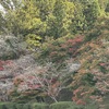 四季桜