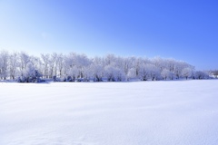 雪原と樹氷