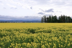 菜の花畑の風景