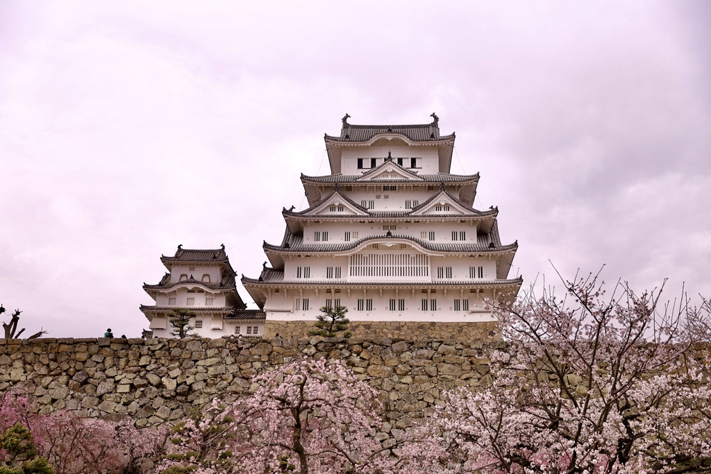 姫路城の桜