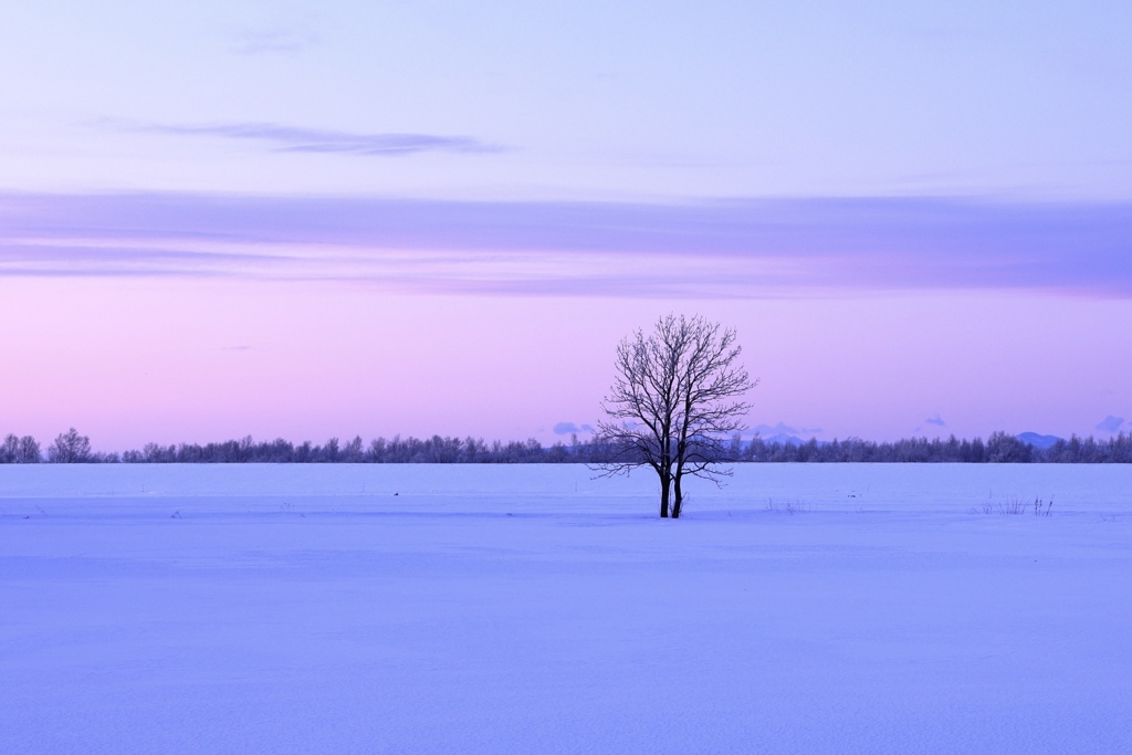 雪原の一本木