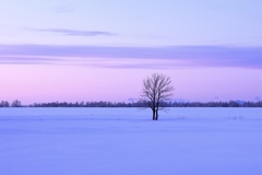 雪原の一本木