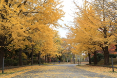 銀杏も終わりを告げ。。