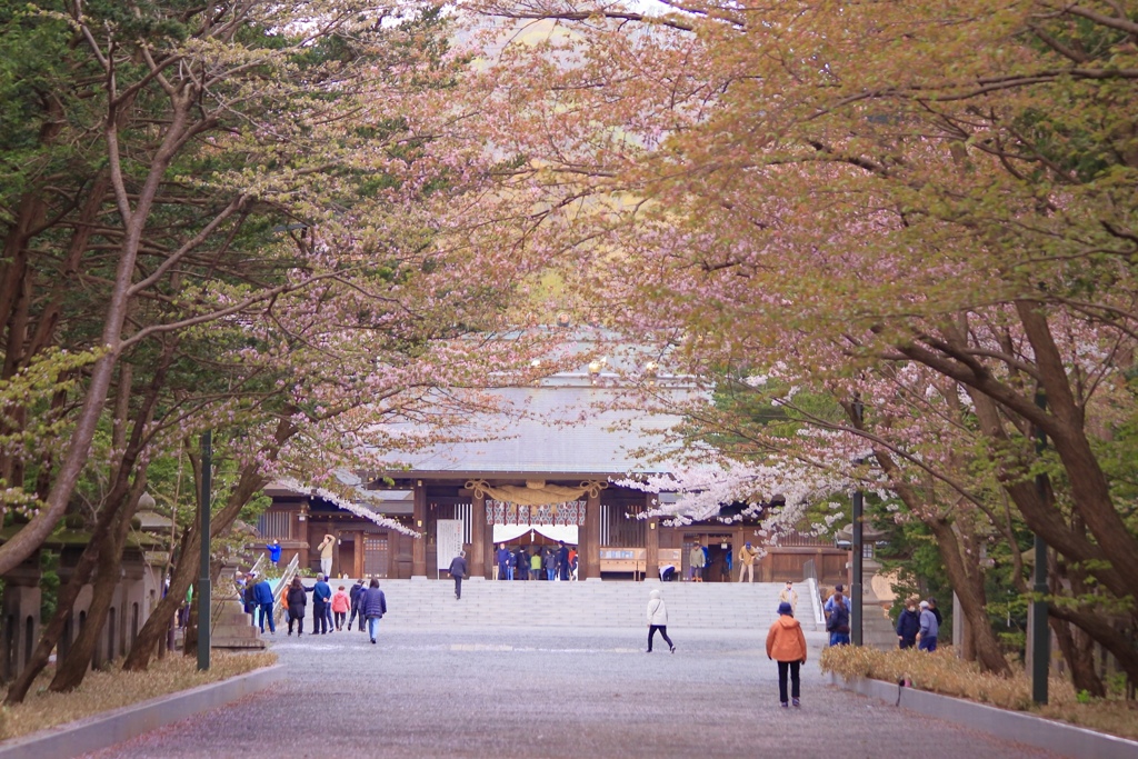 神宮桜