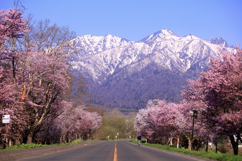 快晴桜