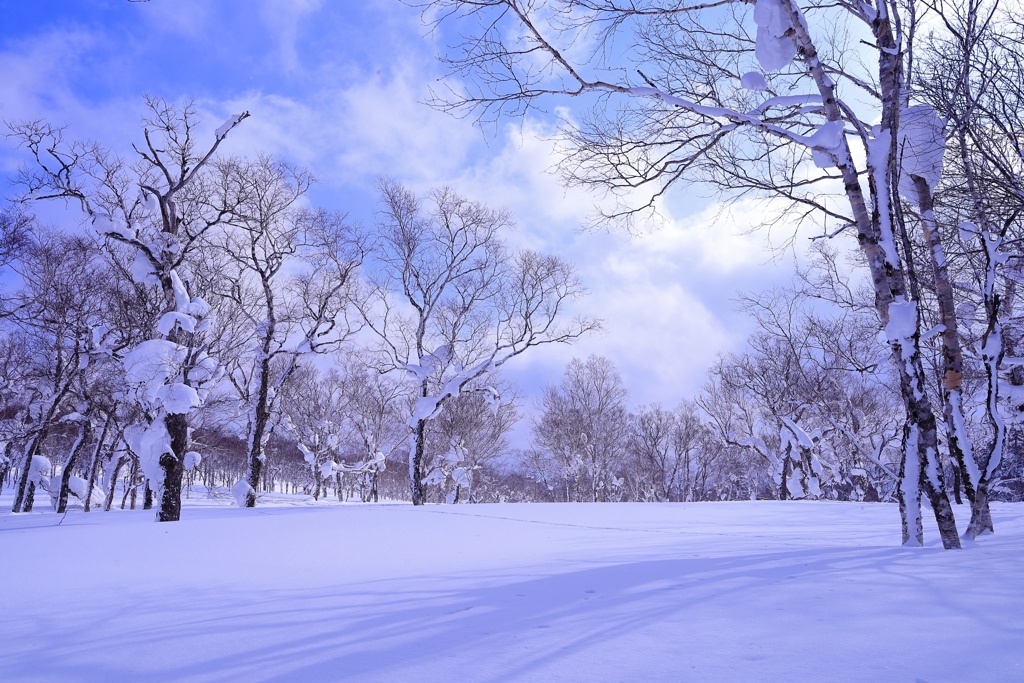 木々に囲まれた雪原