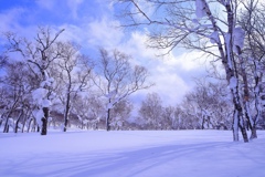 木々に囲まれた雪原